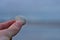 Man hand holding small seashell on evening gray background at Blackrock Beach, Dublin, Ireland