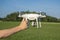 A man hand holds a quadrocopter close-up