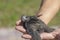 The man hand holds the swifts found in order to let go, close up. Newborn swift in human arms . Care of a small bird that fell out