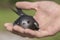 The man hand holds the swifts found in order to let go, close up. Newborn swift in human arms . Care of a small bird that fell out