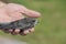 The man hand holds the swifts found in order to let go, close up. Newborn swift in human arms . Care of a small bird that fell out