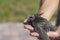 The man hand holds the swifts found in order to let go, close up. Newborn swift in human arms . Care of a small bird that fell out