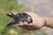 The man hand holds the swifts found in order to let go, close up. Newborn swift in human arms . Care of a small bird that fell out