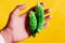 Man hand on karela or bitter gourd,momordica Charantia,wild Bitter Gourd, Bitter Cucumber,copy space with selective focus