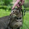 Man hand leash the cat outdoor