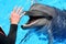 Man hand petting a dolphin