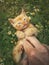 Man hand petting an orange kitten. Little ginger cat lying on his back among flowering chamomile, playing with his owner. Frisky