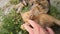 Man hand petting an orange kitten. Little ginger cat lying on his back among flowering chamomile, playing with his owner. Frisky