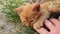 Man hand petting an orange kitten. Little ginger cat lying on his back among flowering chamomile, playing with his owner. Frisky