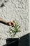 Man hand picking a lime citrus leaf in the black pot front of white rough wall with shadow