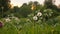 Man hand pluck finish blossoming dandelion flower