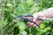 Man hand pruning trees, pruning shears branches. Gardening.