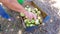 Man hand put apples in box in garden