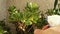 Man hand refreshes and sprays the plant with water