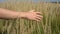 Man hand running through wheat field. Male hand touching wheat ears closeup. Farmer. Harvest concept