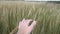 Man hand running through wheat field. Male hand touching wheat ears closeup. Farmer. Harvest concept