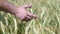 Man hand running through wheat field. Male hand touching wheat ears closeup. Farmer. Harvest concept. Harvest concept.