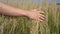 Man hand running through wheat field. Male hand touching wheat ears closeup. Farmer. Harvest concept Slow Motion