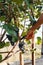 Man hand with scissors cutting grapes bunches in grape harvesting time for food or wine making. Cabernet Franc, Sauvignon,