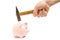 Man hand smashes a pink piggy Bank on a white background with a hammer