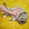 Man hand stroking a pregnant cat on a sore belly, pet health problems