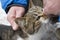Man hand stroking street cat. Human hand caresses abandoned homeless animal connection
