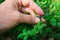 Man hand tear blueberry in forest, close up