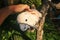 Man hand touching beautiful specimen of coockatoo. Cute Cacatua Moluccensis standing on a branch of a wood and stroking its