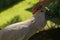 Man hand touching beautiful specimen of coockatoo. Cute Cacatua Moluccensis standing on a branch of a wood and stroking its