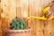 Man hand watering cactus from watering plastic can
