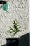 Man hand watering a lime citrus plant in the black pot front of white rough wall with shadow