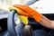 Man hand wearing rubber glove and polishing steering wheel with microfiber cloth