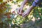 Man hand worker pick fresh red coffee seed as a coffee beans plantation,ingredient food