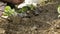 Man hands arrange young vegetable plants