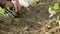 Man hands arrange young vegetable plants