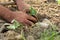 Man hands arrange young vegetable plants to plant them. Farming, agricultural concept