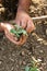 Man hands arrange young vegetable plants to plant them. Farming, agricultural concept