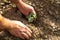 Man hands arrange young vegetable plants to plant them. Farming, agricultural concept