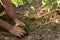 Man hands arrange young vegetable plants to plant them. Farming, agricultural concept