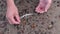 Man hands collecting beautiful amber on Baltic sea autumn beach