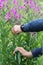 Man hands collecting leaves from Ivan tea plant stem for fermentation on the summer field