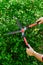 Man hands cuts branches of bushes with hand pruning scissors