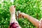 Man hands cuts branches of bushes with hand pruning scissors