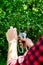 Man hands cuts branches of bushes with hand pruning scissors