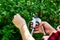 Man hands cuts branches of bushes with hand pruning scissors