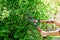 Man hands cuts branches of bushes with hand pruning scissors.