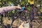 Man hands cutting cluster and putting it in wood bucket.  Landscape image.