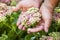 Man hands flowers garden day