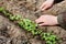 Man hands with hoe cultivated of young green sprout in the soil, spring bed of new crops
