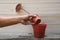 Man hands hold trowel with medium , repotting caladium, the houseplant pot transplant at home, Hobbies and leisure